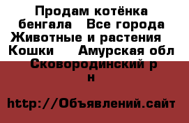 Продам котёнка бенгала - Все города Животные и растения » Кошки   . Амурская обл.,Сковородинский р-н